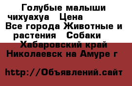 Голубые малыши чихуахуа › Цена ­ 25 000 - Все города Животные и растения » Собаки   . Хабаровский край,Николаевск-на-Амуре г.